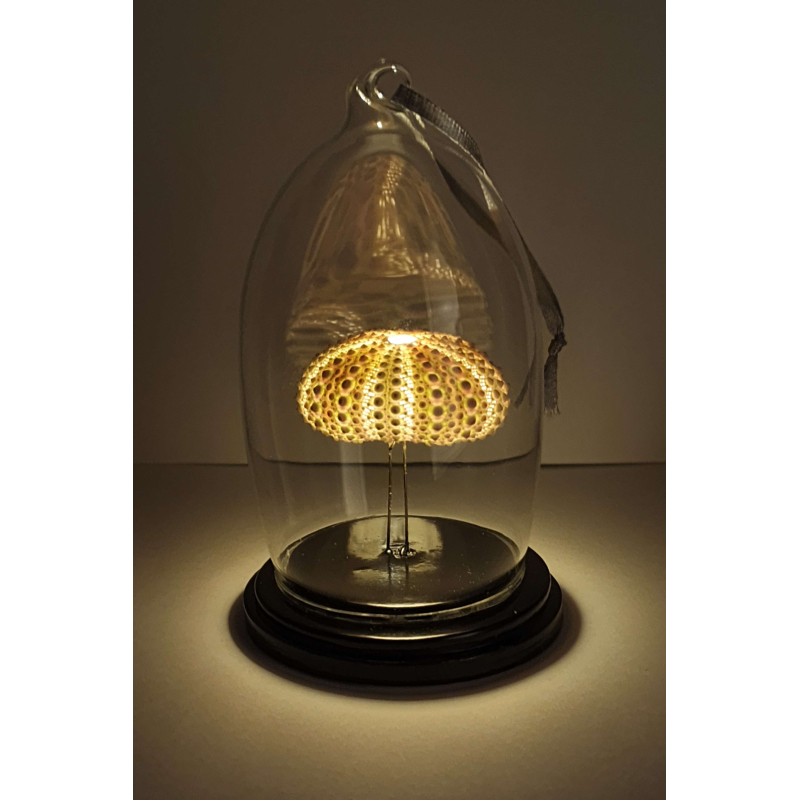 Verlicht Natuur Historische Decoratie. Zeeëgel